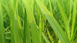 增長,草,葉