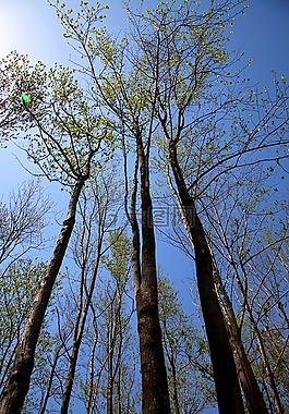 木材,天空,森林