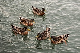 鴨子,海,鳥