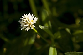 特寫,花,白