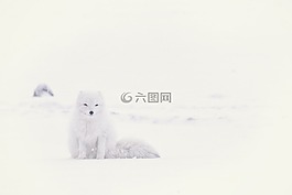 雪,冬天,白