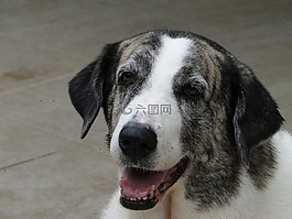 狗,動物,寵物