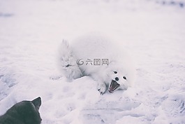雪,冬天,白