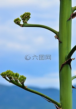 性質(zhì),出售,藍藍的天空
