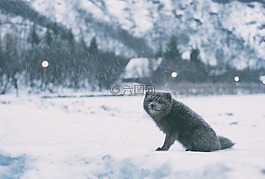 雪,冬天,白