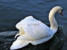 湖,水,鳥(niǎo)