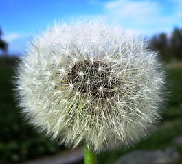 蒲公英,植物,關(guān)閉