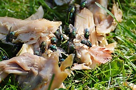 飛,昆蟲,性質(zhì)