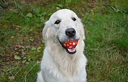 狗,金毛獵犬,婊子