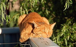 猫,红猫,宿醉