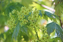 楓葉,樹,開花
