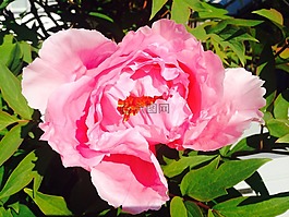 花,粉紅色,牡丹