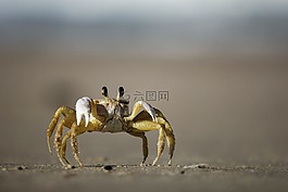 蟹,貝類,海灘