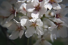 櫻花,華盛頓特區,潮汐盆地