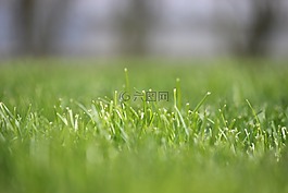 草,高峰,焦點(diǎn)