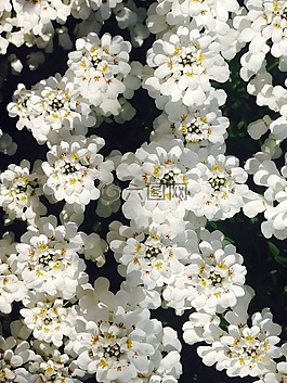 花,白,廠
