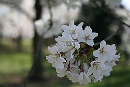櫻花,華盛頓特區,潮汐盆地