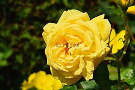 開(kāi)花,花,玫瑰