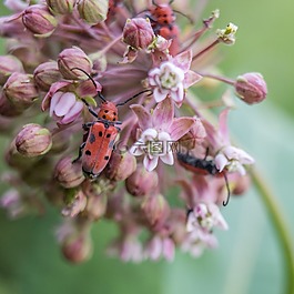 bug,鮮花,植物