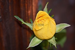 玫瑰,黃玫瑰,花
