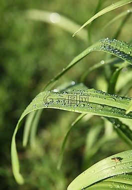 葉,性質,綠色