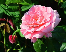 開(kāi)花,花,玫瑰