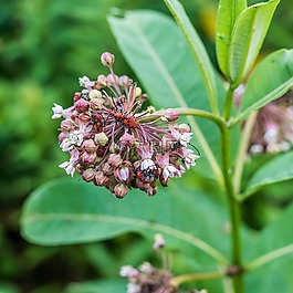 bug,鮮花,植物