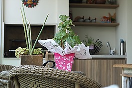 首頁(yè),花瓶,陽(yáng)臺(tái)
