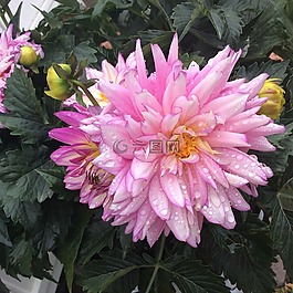 粉紅色,花,花瓣