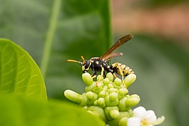 黃蜂,昆蟲,花序