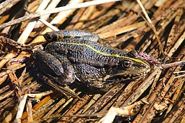 性質(zhì),爬行動(dòng)物,青蛙