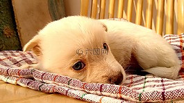 狗,小狗,動物