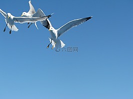 海鷗,天空,飛