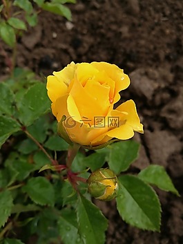 玫瑰,黃色玫瑰,鮮花