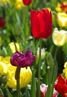 郁金香,紅色,黃色