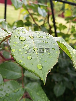 滴,水,雨