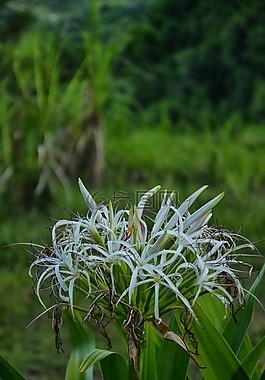 bug,鮮花,植物