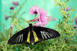 蝴蝶,性質(zhì),昆蟲