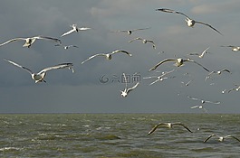 鳥(niǎo),海鷗,白