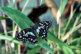 蝴蝶,性質(zhì),昆蟲