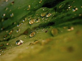 葉子,一滴水,水