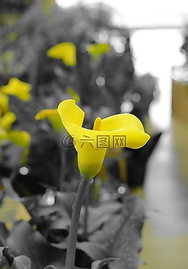 bug,鮮花,植物