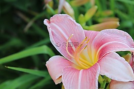 鮮花,特寫鏡頭,紫色花