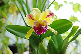 蘭花,植物,花