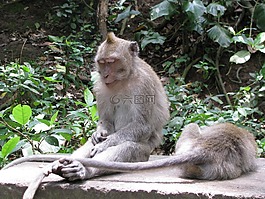 猴子,睡眠,印度尼西亞