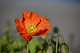 罌粟,花,紅色
