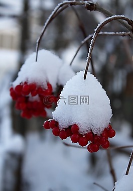 冬天,浆果,冬季魔术