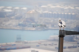 鳥,巴塞羅那港,海鷗