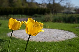 郁金香,鮮花,黃色