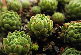 屋頂長(zhǎng)生花,montanum,多汁